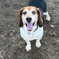 Thumbnail photo of Rocky Ace Wags #1