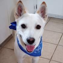 Thumbnail photo of Ash #1