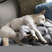 Thumbnail photo of Ash #4