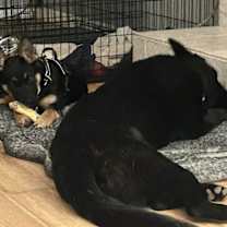 Thumbnail photo of Brookie #2