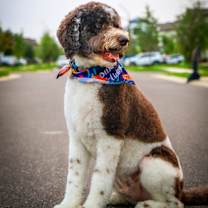 Thumbnail photo of Kipo #1