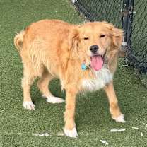 Thumbnail photo of Solo (Tucker) #2