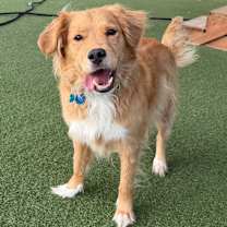 Thumbnail photo of Solo (Tucker) #4