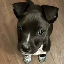 Thumbnail photo of Holly #2