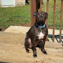 Thumbnail photo of Grizzly #3