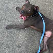 Thumbnail photo of Grizzly #4