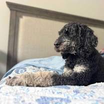 Thumbnail photo of Riley #3