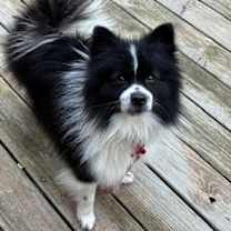 Thumbnail photo of Ronnie #4