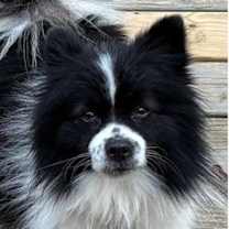 Thumbnail photo of Ronnie #3