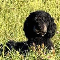 Thumbnail photo of Riley #4