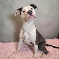 Thumbnail photo of Pawz #2