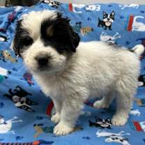 Thumbnail photo of Alpine #2