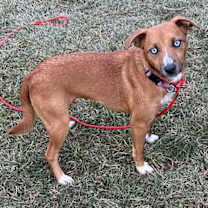 Thumbnail photo of Pupcup #2