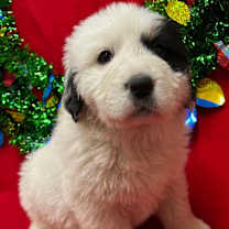 Thumbnail photo of Angel #3