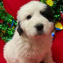 Thumbnail photo of Angel #4