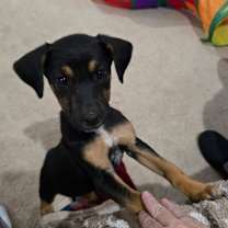 Thumbnail photo of Charlie #1