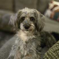 Thumbnail photo of Tilly #2