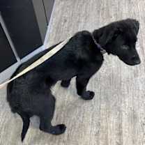 Thumbnail photo of CIABATTA #2