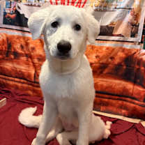 Thumbnail photo of Sophia URGENT HELP NEEDED‼️ #1