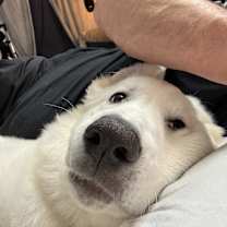 Thumbnail photo of Sophia URGENT HELP NEEDED‼️ #4