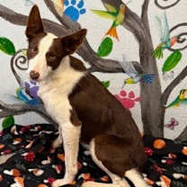 Thumbnail photo of Aurora 25 #3