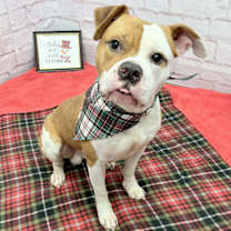 Thumbnail photo of Apollo #2