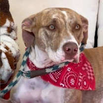 Thumbnail photo of Maggie #1