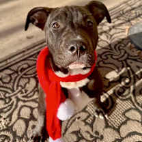 Thumbnail photo of Buck #2