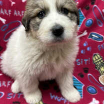 Thumbnail photo of Abby #3