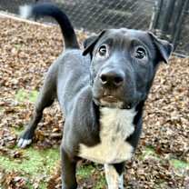 Thumbnail photo of Frankie #4