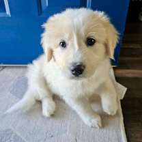 Thumbnail photo of Tinsel #3