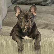 Thumbnail photo of Pambazo #2