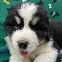 Thumbnail photo of Amelia #4