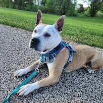 Thumbnail photo of Aprilia #3