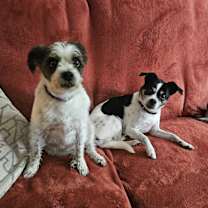 Thumbnail photo of Harry / Stewie #1