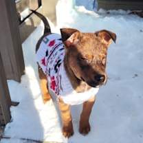 Thumbnail photo of Lennie #3