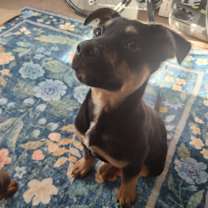 Thumbnail photo of Limon #2