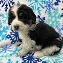 Thumbnail photo of Annie #2