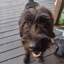 Thumbnail photo of Skye #2