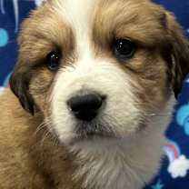 Thumbnail photo of Amber #1