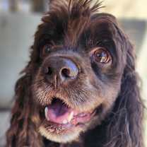 Thumbnail photo of Sammie #2