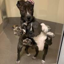 Thumbnail photo of Bugle #2