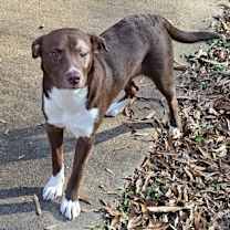 Thumbnail photo of Buddy Bear #3