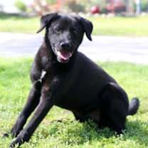 Thumbnail photo of Murphy #1