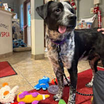 Thumbnail photo of Willie #2