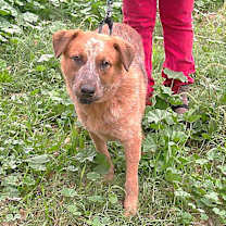 Thumbnail photo of CASEY #3