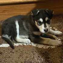 Thumbnail photo of Peppermint #2