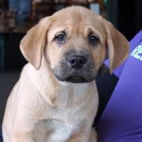 Thumbnail photo of Bumble #1