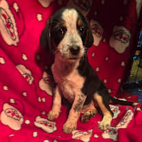 Thumbnail photo of Ivy *adoption pending* #1