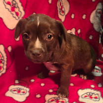 Thumbnail photo of Cocoa Cuddles #1